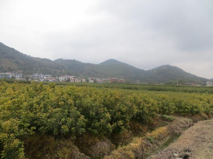 湖南瀏陽市楊梅基地價格圖片