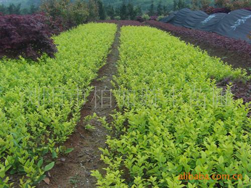 供應湖南女貞花木市場湯璇德直銷湖南*女貞柱女貞球湖南女貞小苗