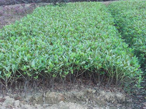 供應(yīng)鳳尾竹銷售基地湖南璇豐苗圃湯璇德花木苗場