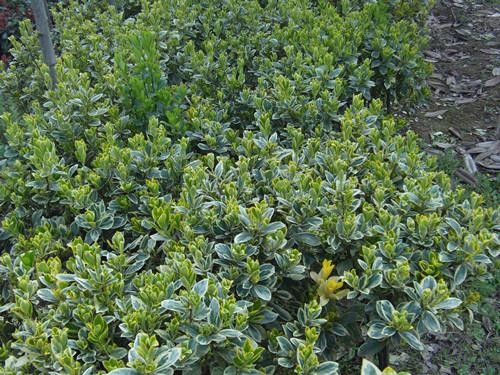 四季青圖片/四季青樣板圖 (4)