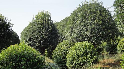 供應(yīng)湖南桂花苗供應(yīng)商湯璇德湖南苗木 湖南桂花苗批發(fā)