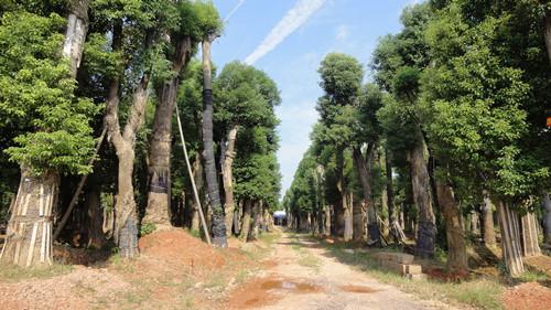 供應(yīng)益陽矮腳移栽香樟大樹