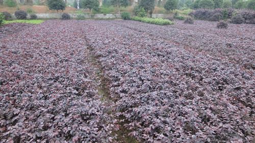 供應(yīng)湖南紅繼木湖南紅繼木小苗 湖南紅繼木小苗 紅繼木小苗