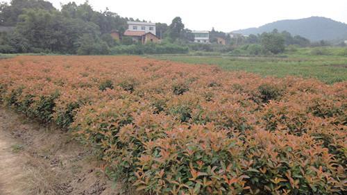 供應(yīng)湯璇德*紅葉石楠球60公分熱銷中13707338569