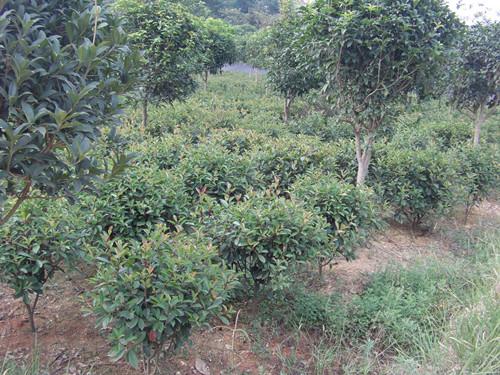 特價(jià)紅葉石楠小苗圖片