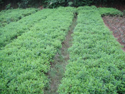 供應(yīng)湖南一年*百萬銷售