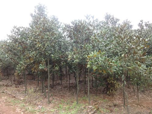 供應(yīng)紅花繼木*廣玉蘭璇豐苗圃香樟桂花價格