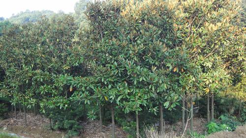 供應(yīng)湖南廉價(jià)廣玉蘭大樹