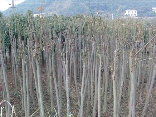 供應(yīng)殺頭湖南欒樹璇豐苗圃殺頭欒樹