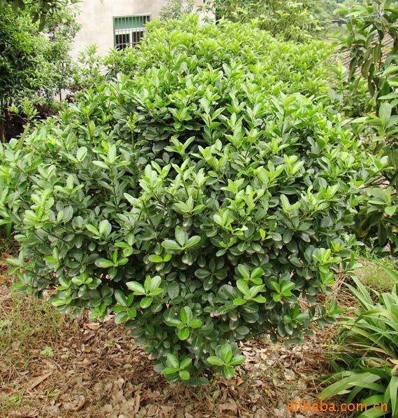 供應(yīng)湖南綠化苗木湖南四季青小苗