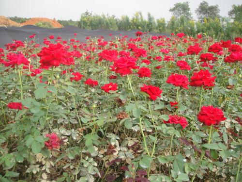 月季花圖片/月季花樣板圖 (4)