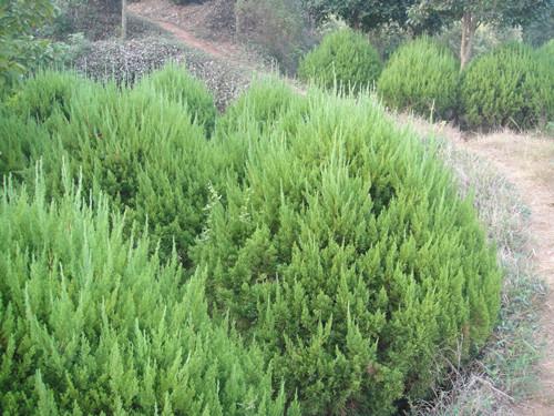 供應湖南苗木湖南松柏*造型球