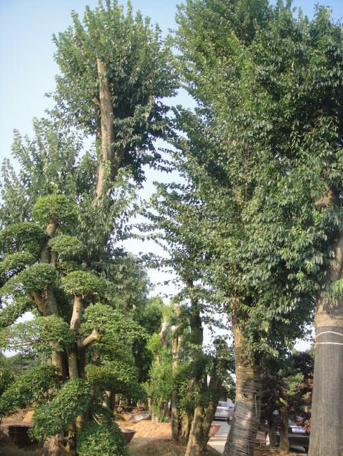 供應(yīng)湖南大造型樹湖南苗木湖南榆樹