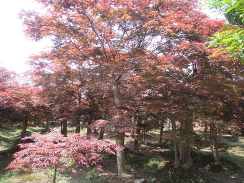 供應(yīng)湖南苗木基地湖南紅楓*區(qū)