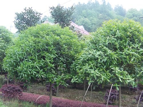 優(yōu)質(zhì)供應*桂花 桂花小苗 *桂花球 桂花一年生苗