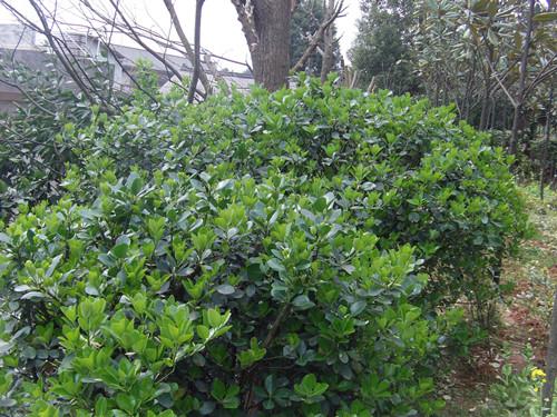 供應湖南*茶花 湖南不同品種茶花小苗 茶梅