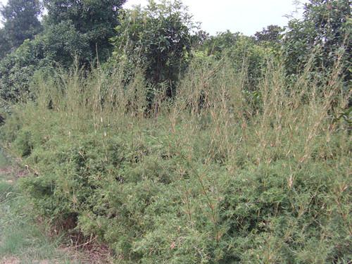 供應(yīng)鳳尾竹銷售基地湖南璇豐苗圃湯璇德花木苗場