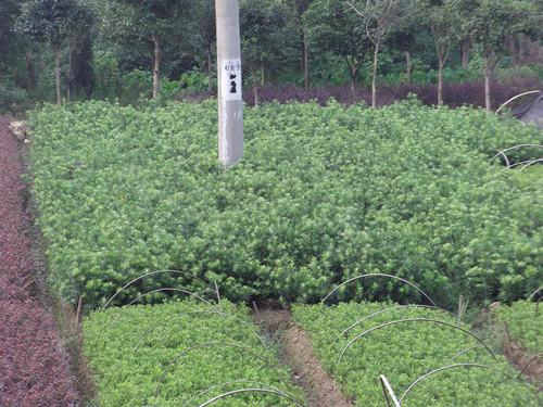 平價(jià)苗木之家湯璇德供應(yīng)湖南羅漢松圖片