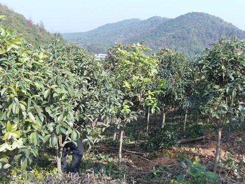 供應(yīng)桂花小苗八月桂小苗四季桂小苗