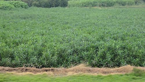 供應(yīng)夾枝桃一年小苗湖南夾枝桃湯璇德夾枝桃