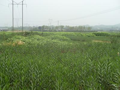 湖南夾枝桃小苗湖南60公分夾枝桃圖片