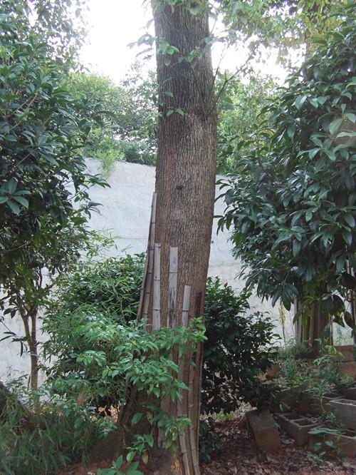 供應3-12公分湖南香樟銷售13707338569