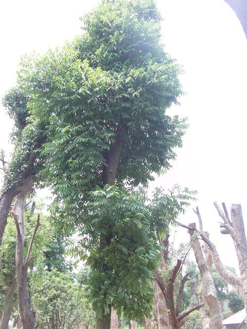 供應(yīng)湯璇德*處理湖南香樟樹湖南香樟13707338569