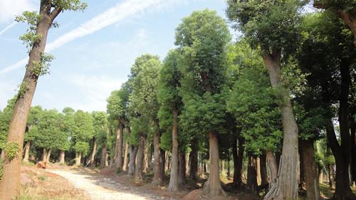 供應(yīng)柏加小苗湖南小苗香樟小苗湯璇德綠化小苗特價(jià) 預(yù)購(gòu)