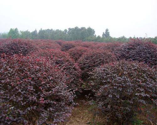 湖南綠化苗木圖片/湖南綠化苗木樣板圖 (4)