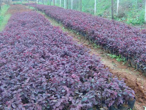 量大價優(yōu)圖片/量大價優(yōu)樣板圖 (4)