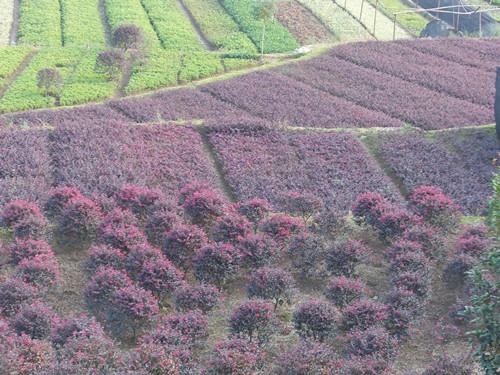 量大價(jià)優(yōu)圖片/量大價(jià)優(yōu)樣板圖 (2)