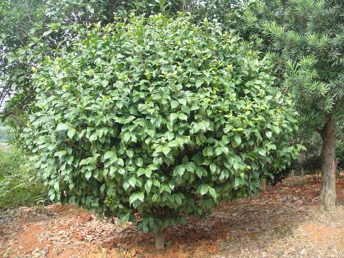 供應(yīng)優(yōu)美茶花球歡迎訂購(gòu)13707338569