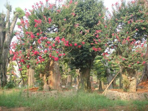 湖南特價(jià)紫薇樹圖片