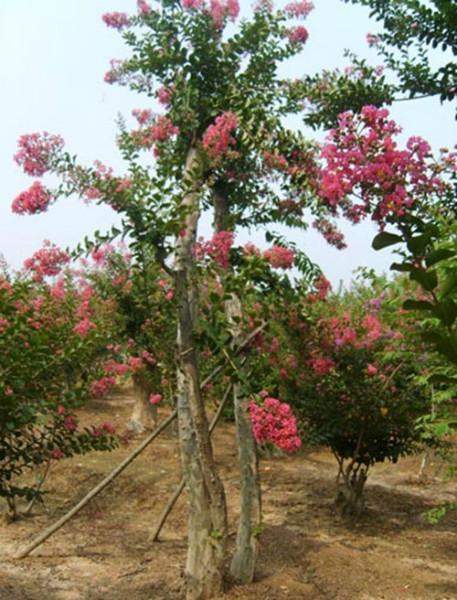 供應(yīng)湖南省綠化苗木古樹湖南紫薇樁