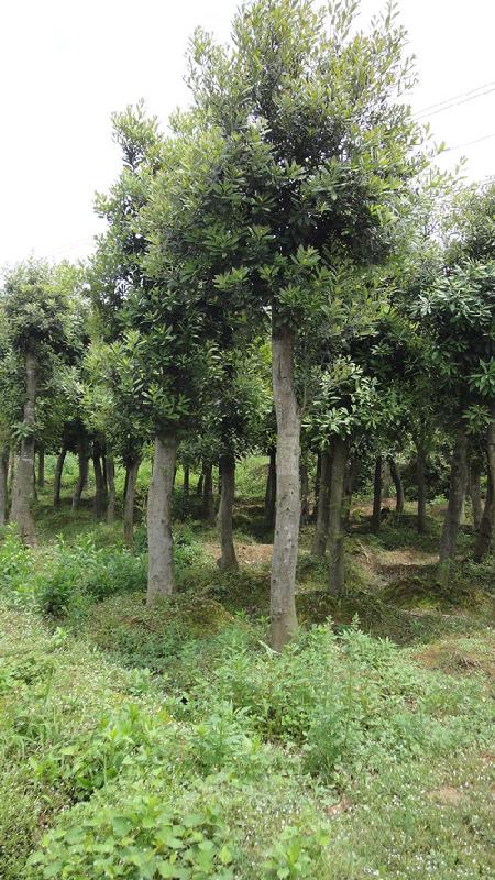 供應(yīng)1-12公分湖南杜英樹湖南杜英中苗湯璇德苗木基地直銷商