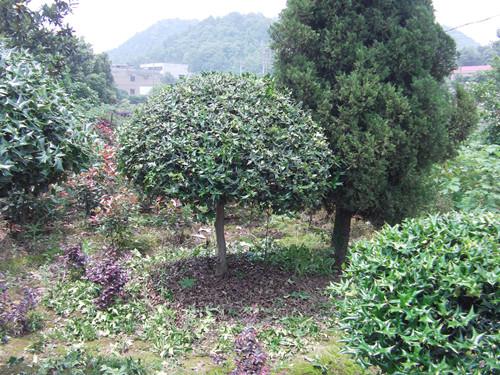 供應(yīng)湖南綠化苗木湖南構(gòu)骨球