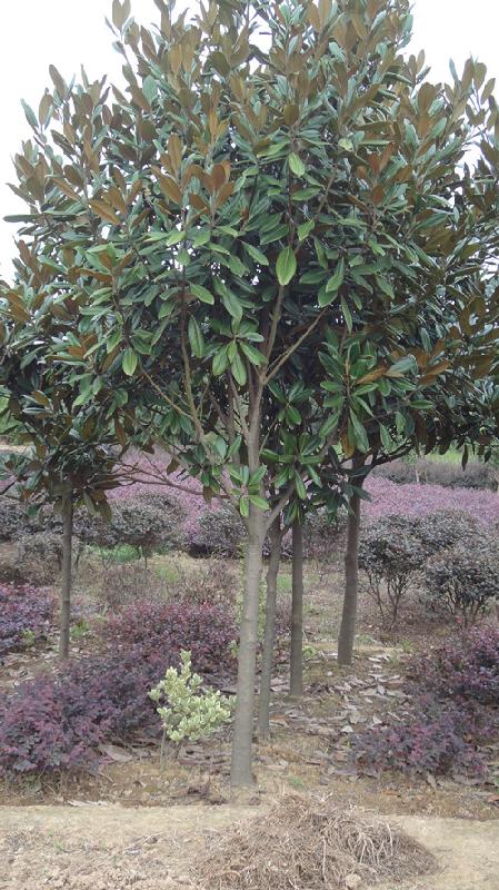 供應(yīng)紫薇樹杜英小苗湖南廣玉蘭樹移栽香樟樹桂花樹價格湖南璇豐苗圃