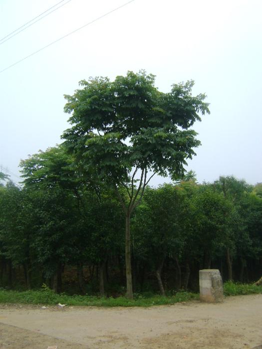 供應(yīng)黃山欒樹(shù)10公分-15公分土球欒樹(shù)