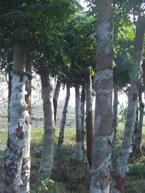 供應(yīng)湖南銷售量*的湖南國(guó)樹(shù)湖南欒樹(shù)