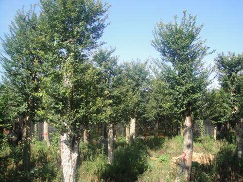 移栽野生大湖南榆樹圖片/移栽野生大湖南榆樹樣板圖 (2)