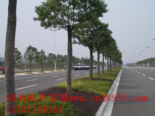 湯璇德工程案例湖南苗木圖片