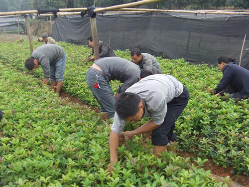 供應(yīng)50公分湖南*桂花小苗