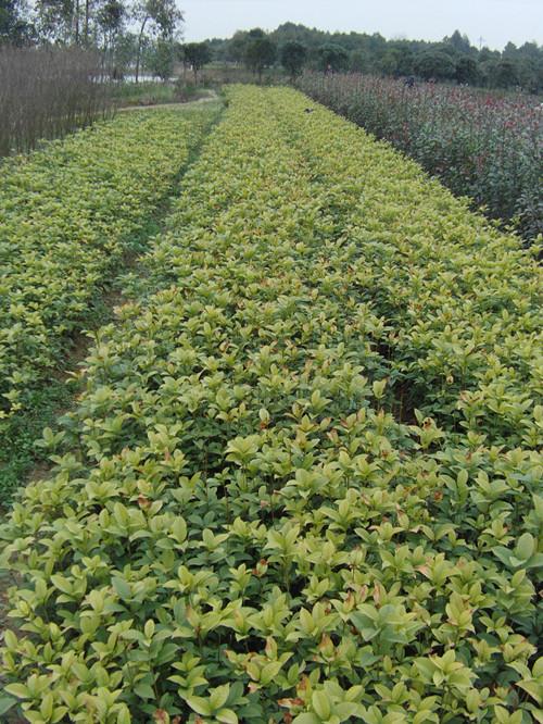 湖南綠化苗木圖片/湖南綠化苗木樣板圖 (2)