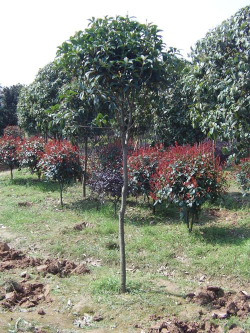 供應(yīng)桂花小苗價(jià)格13707338569