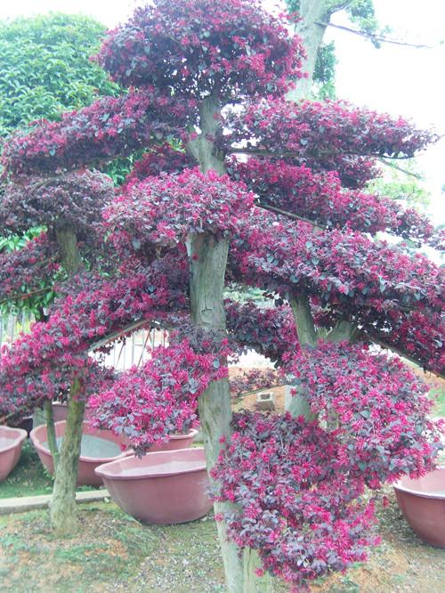 湖南苗木圖片/湖南苗木樣板圖 (3)