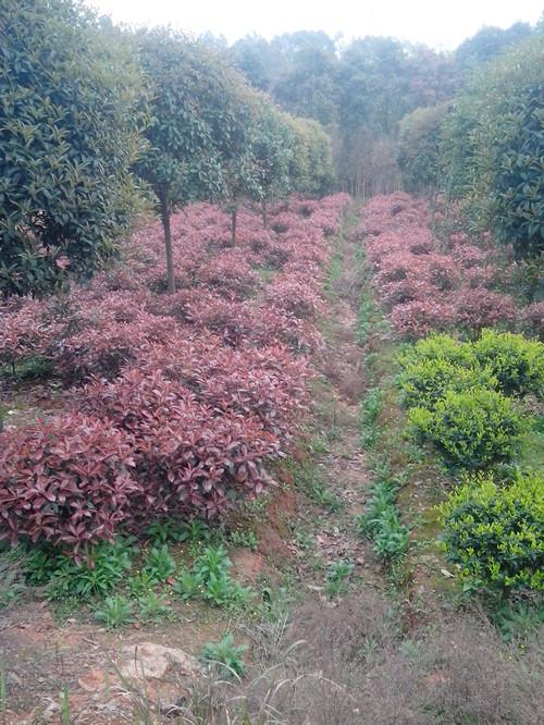 供應(yīng)湖南苗木湖南*紅葉石楠球13707338569