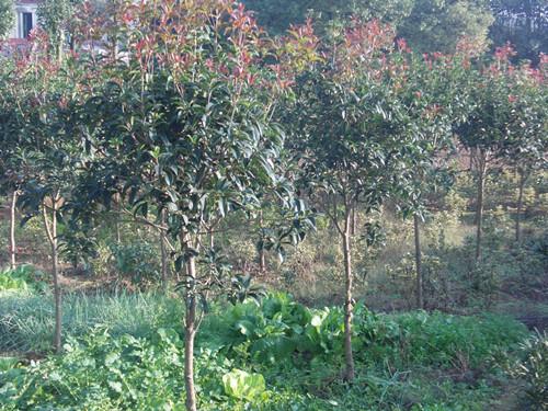 供應(yīng)湖南綠化苗木紅葉石楠樹(shù)