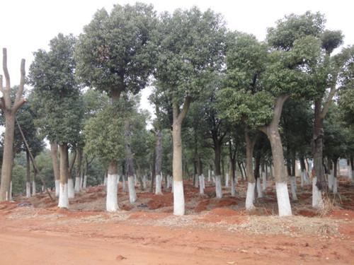 供應(yīng)湖南特價(jià)*香樟大樹(shù)