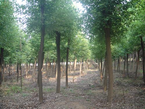 供應(yīng)湖南截桿湖南香樟基地湖南香樟樹