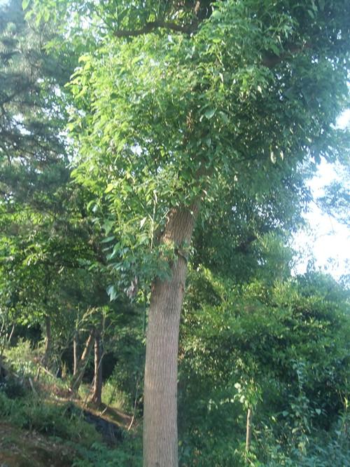 供應3-12公分湖南香樟銷售13707338569